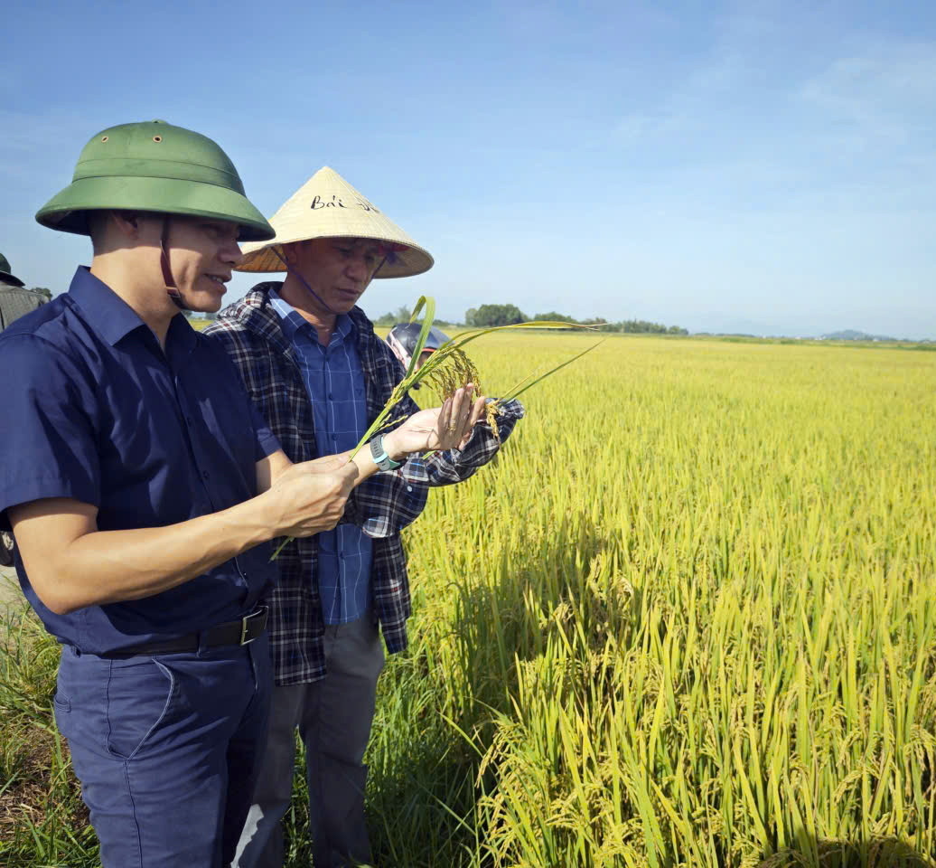 Xã Yên Hòa tổ chức thăm đồng đánh giá năng suất, sản lượng lúa vụ Hè Thu năm 2025 trên địa bàn xã
