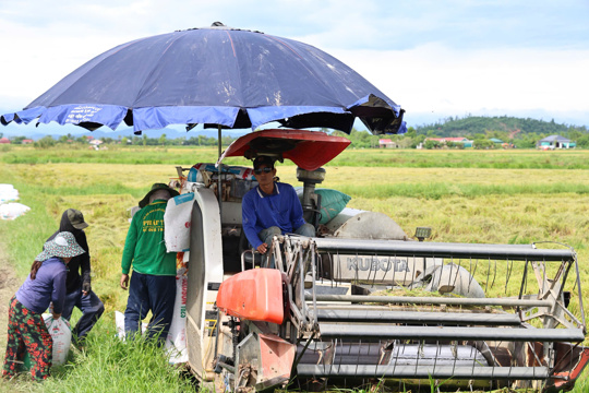 Nông dân xã Yên Hòa tranh thủ thời tiết thuận lợi, tập trung thu hoạch lúa hè thu