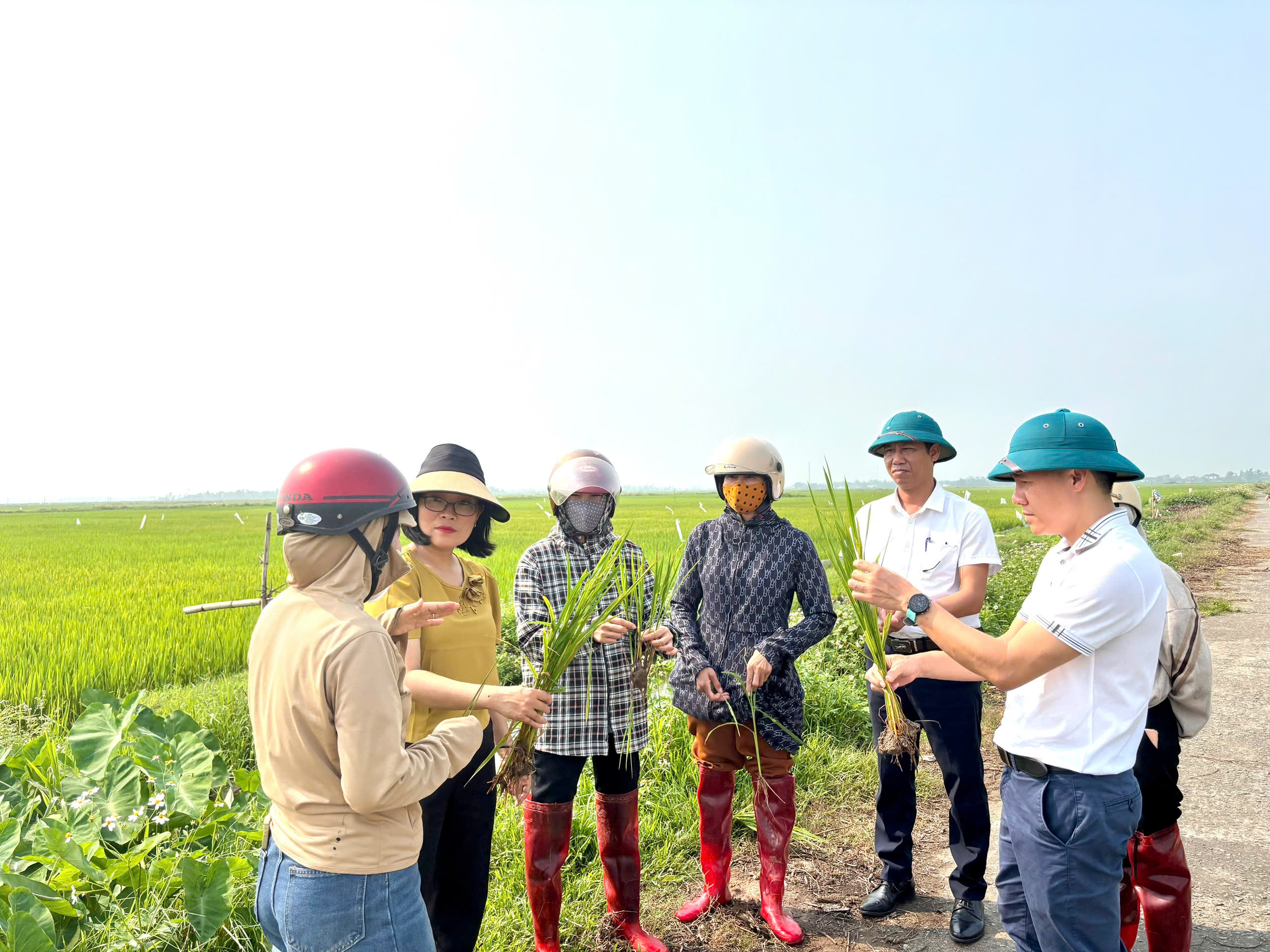 Xã Yên Hoà chỉ đạo kịp thời khống chế dịch sâu bệnh trên lúa