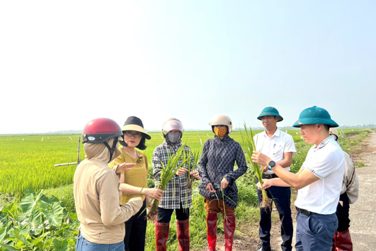 Xã Yên Hoà chỉ đạo kịp thời khống chế dịch sâu bệnh trên lúa 