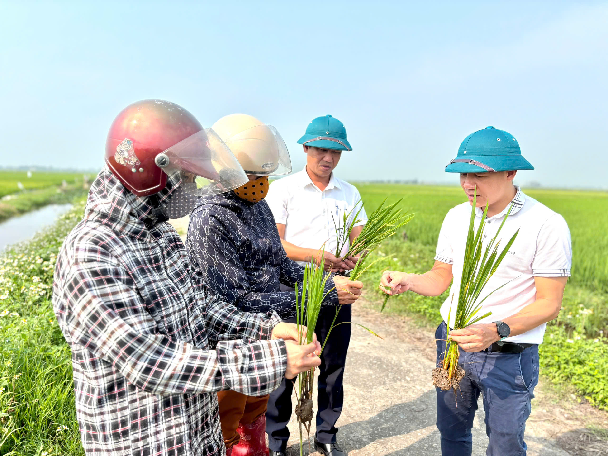 Xã Yên Hoà chỉ đạo kịp thời khống chế dịch sâu bệnh trên lúa 